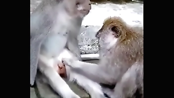 Monkey funny