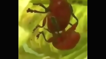 inseto safado comendo a inseta rabuda